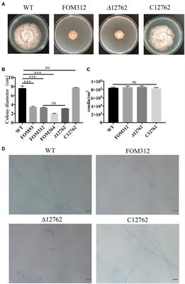 Hypothetical protein FoDbp40 influences the growth and virulence of Fusarium oxysporum by regulating the expression of isocitrate lyase